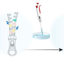 Infographic showing a stack of proteins assembling into a complex to facilitate genetic exchange of homologous chromosomes.