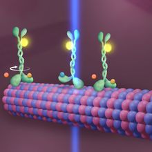 Illustration of newly discovered mechanism allowing kinesin to &ldquo;walk&rdquo; down a microtubule. A green kinesin molecule with an attached yellow fluorophore is shown passing through a blue laser as it rotates step by step along a red and purple microtubule, fueled by blue ATP molecules that are hydrolyzed into orange ADP and phosphate groups.