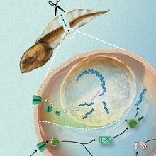 Infographic showing the process of tail regeneration in tadpoles