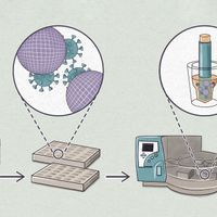 Infographic: How to Ferret Out SARS-CoV-2 in Sewage