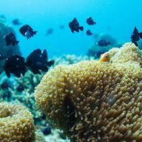 corals in water with fish