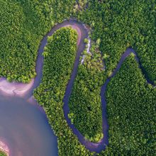 Aerial view Mangrove forest and canal through the forest.