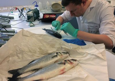 Thomas Clements dissects fish