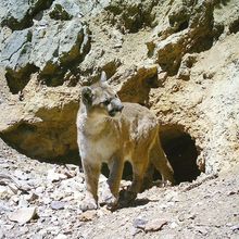 Cougar leaving the mine entrance