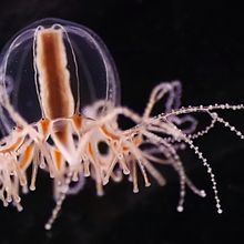 a medusa-like jellyfish is shown in front of a black background.