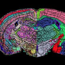 Image of a brain section with various colors to denote different cell types (left) and different brain regions (right).