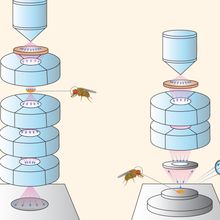 Infographic detailing two volume electron microscopy modalities.