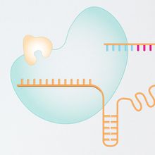 The prime editing machinery comprises a prime editing guide RNA (pegRNA) and a Cas9 nickase enzyme fused to a reverse transcriptase.