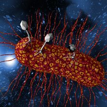 Illustration of gray bacteriophages approaching and infecting a red and orange bacteria that has multiple fimbria protruding from it.