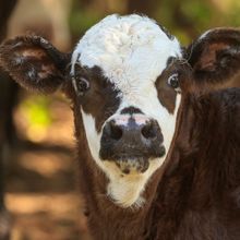 brown and white calf stares straight into the camera with a surprised look 