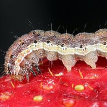 close up photograph of brown and yellow caterpillar on a strawberry