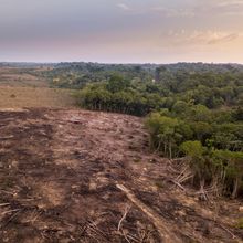 A landscape showing a forest that’s been cleared to make room for a farm.