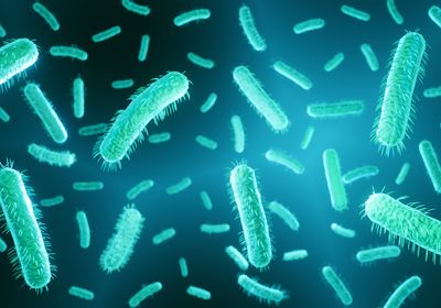 Gram-negative, rod-shaped bacteria expressing pili.