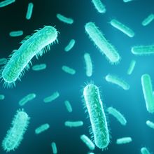 Gram-negative, rod-shaped bacteria expressing pili.