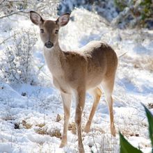 A young white-tailed deer in the snow