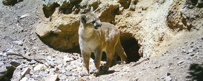 Cougar leaving a mine entrance