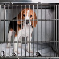 a beagle in a cage