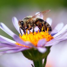 Bee on purple flower