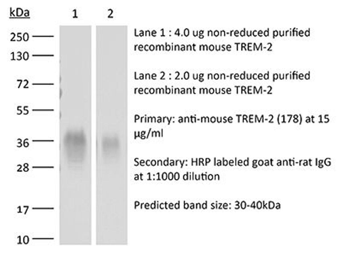 A western blot showing a single band for TREM2 protein detected using a monoclonal antibody.