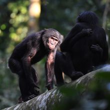 Two bonobos facing each other on a tree branch