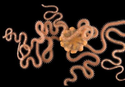 A brittle star with its thin, serpent-like arms against a black background.