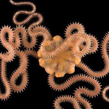 A brittle star with its thin, serpent-like arms against a black background.