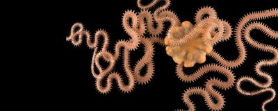 A brittle star with its thin, serpent-like arms against a black background.