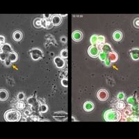 screen shot from a microscopy video of a green cell exiting a red cell and then entering two other green cells in sequence as a yellow arrow follows the original green cell