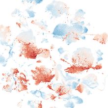 A UMAP projection of a large transcriptomics dataset.