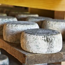 Cheese wheels with moldy rinds on a wooden plank