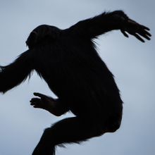 silhouette of a chimpanzee swinging against a blue sky