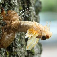 Cicada nymph on a tree, shedding its exoskeleton