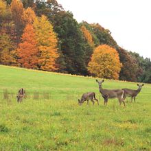 Deer at grass field with autumn trees at the background stock photo