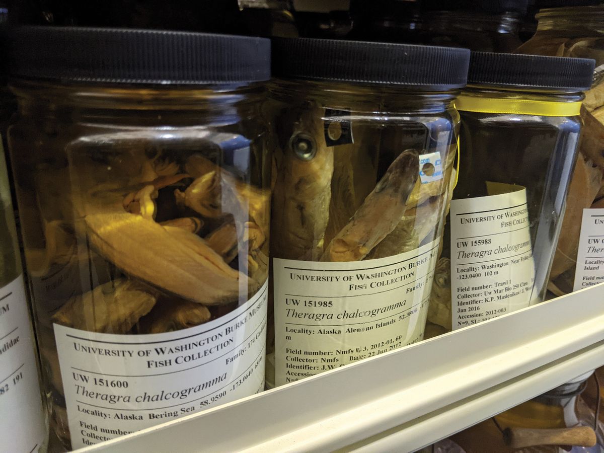 Specimens of Alaska pollock