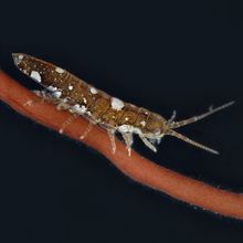 A small brown crustacean with white spots on it moving on a red branch. 