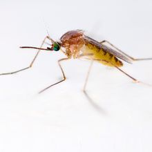 close-up photo of mosquito on green background