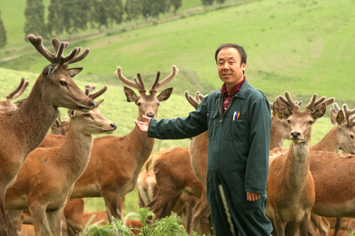 A man standing in front of several deer on a green, hilly backdrop.