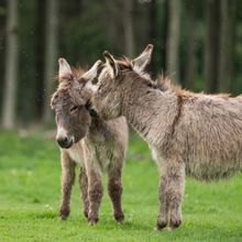 Two donkeys interacting at the Copenhagen Zoo in Denmark