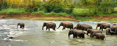 herd of elephants is walking in a river in a forest.