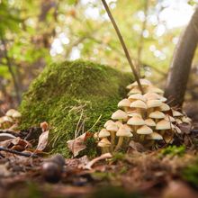 Mushrooms in the forest next to a tree trunk covered in moss.