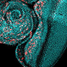 A fluorescent imaginal disc from <em >Drosophila&nbsp;</em>larvae on a black background.