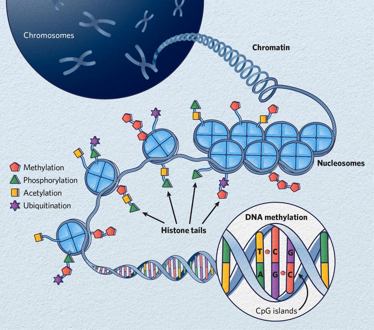 Depiction of chromosomes unwinding into chromatin, nucleosomes, and DNA with common epigenetic changes, including histone tail methylation, phosphorylation, acetylation, and ubiquitination, and CpG island DNA methylation.