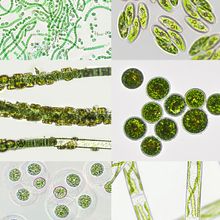 Microalgae under microscopic view