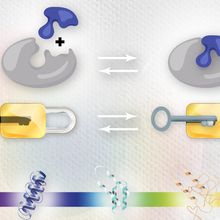 Infographic depicting the variety of conformations that proteins can assume and how this facilitates multifunctionality.