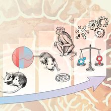 (Left to right) The first panel is an image of an uneven scale, with the blue male symbol weighing heavier than the red female symbol. The second panel features a mouse with a callout depicting various red and blue lines to represent the estrous cycle. In the third panel, there are images of a mouse, marmoset, and cell culture dish. In the final panel, there is an image of therapeutic pills and gears, representing cognitive function, above a balanced scale. Now the male and female symbols are even.