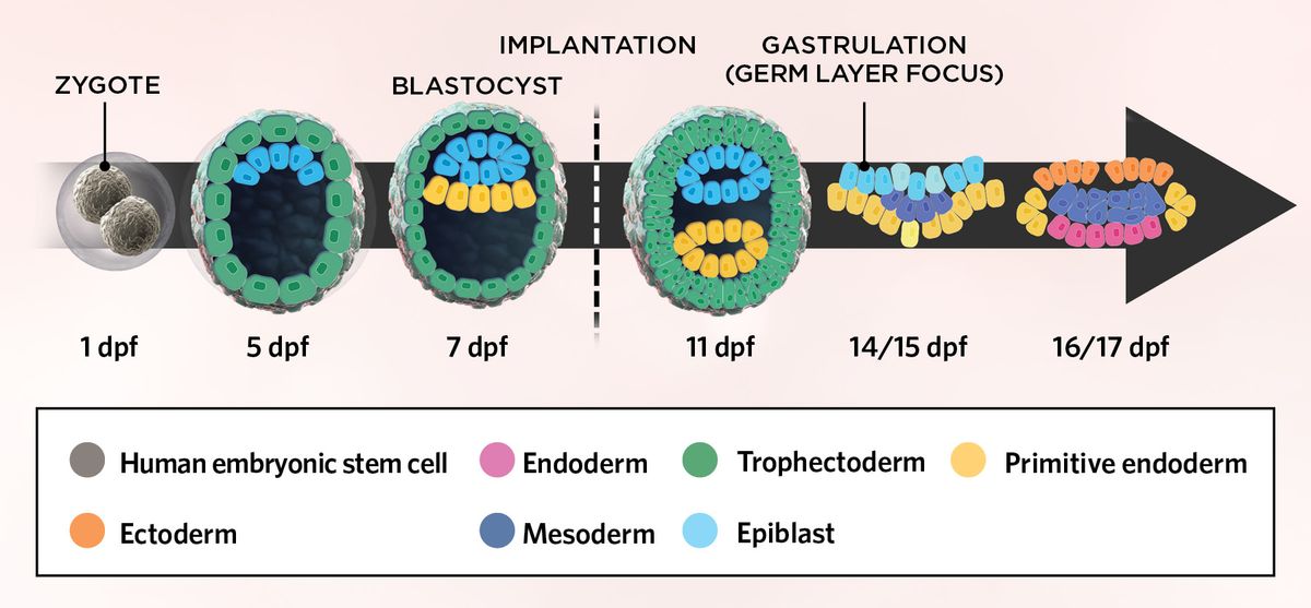 Illustration of a timeline of important milestones in early embryogenesis currently replicated in stem-cell embryo models. Embryonic stem cells (ESCs, gray) differentiate and divide into multiple cells of either trophectoderm (green) or epiblast (light blue) lineages. As growth continues, some cells divide and mature into primitive endoderm tissue. After implantation, the tissues of the developing embryo further organize. At 14 days post fertilization, at the start of gastrulation, the cells of the epiblast begin to mature into the three germ layers, the endoderm (pink), mesoderm (dark blue), and ectoderm (orange).