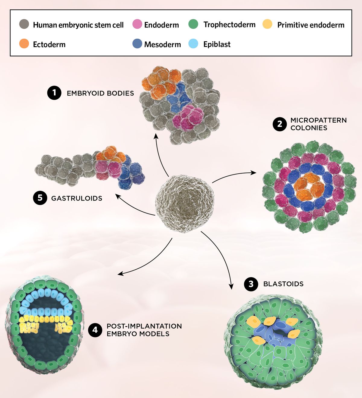 An illustration of five stem cell-based embryo models used to study embryonic development at different stages. Embryoid bodies, at the top of the page, are a cluster of embryonic stem cells (ESCs) that differentiate portions into ectoderm (orange), mesoderm (dark blue), and endoderm (pink). Micropattern colonies in the top right have ESCs that differentiate into organized 2D layers: Trophectoderm (green), endoderm (pink), mesoderm (dark blue), and ectoderm (orange). In the bottom right, blastoids are 3D models of the pre-implantation embryo, with trophectoderm (green), primitive endoderm (yellow) and epiblast (blue) cells. Post-implantation embryos (bottom left) see greater organization of the trophectoderm (green), epiblast (light blue), and primitive endoderm (yellow). Gastruloids, top left, mimic stages of gastrulation and early organogenesis. ESC clusters elongate in culture and begin to differentiate into the three germ layers, endoderm (pink), mesoderm (dark blue), and ectoderm (orange).