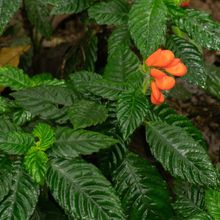 Gasteranthus extinctus, a plant with bright orange flowers and deep green leaves