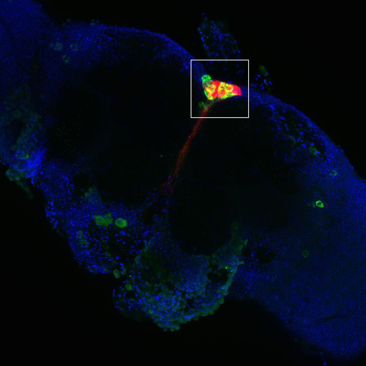 An image of cells on a black background, with some cells stained red, some others green, and blue.