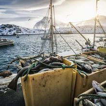 dead fish piled in boxes along a pier, with a boat and snowy mountains in the background